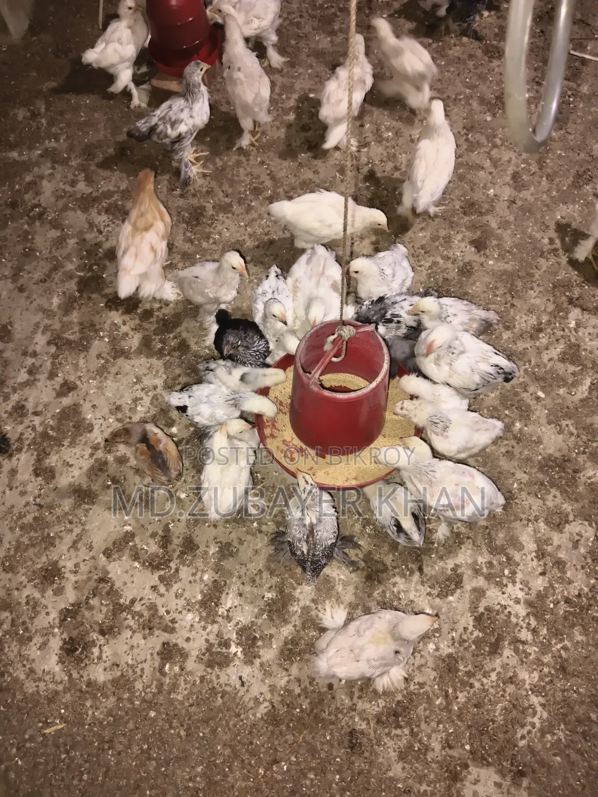 সব ধরনের মুরগী