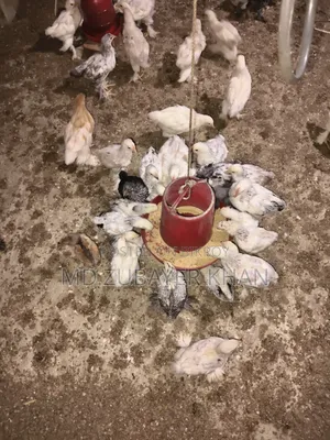 সব ধরনের মুরগী
