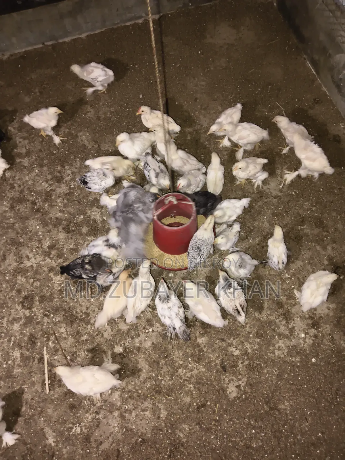 সব ধরনের মুরগী