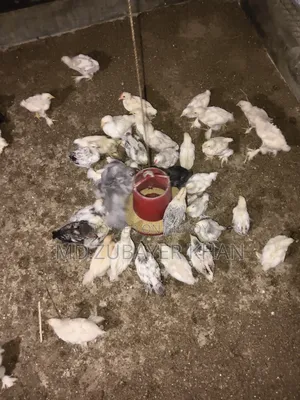 সব ধরনের মুরগী