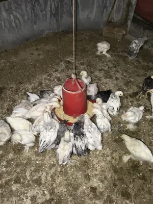 সব ধরনের মুরগী