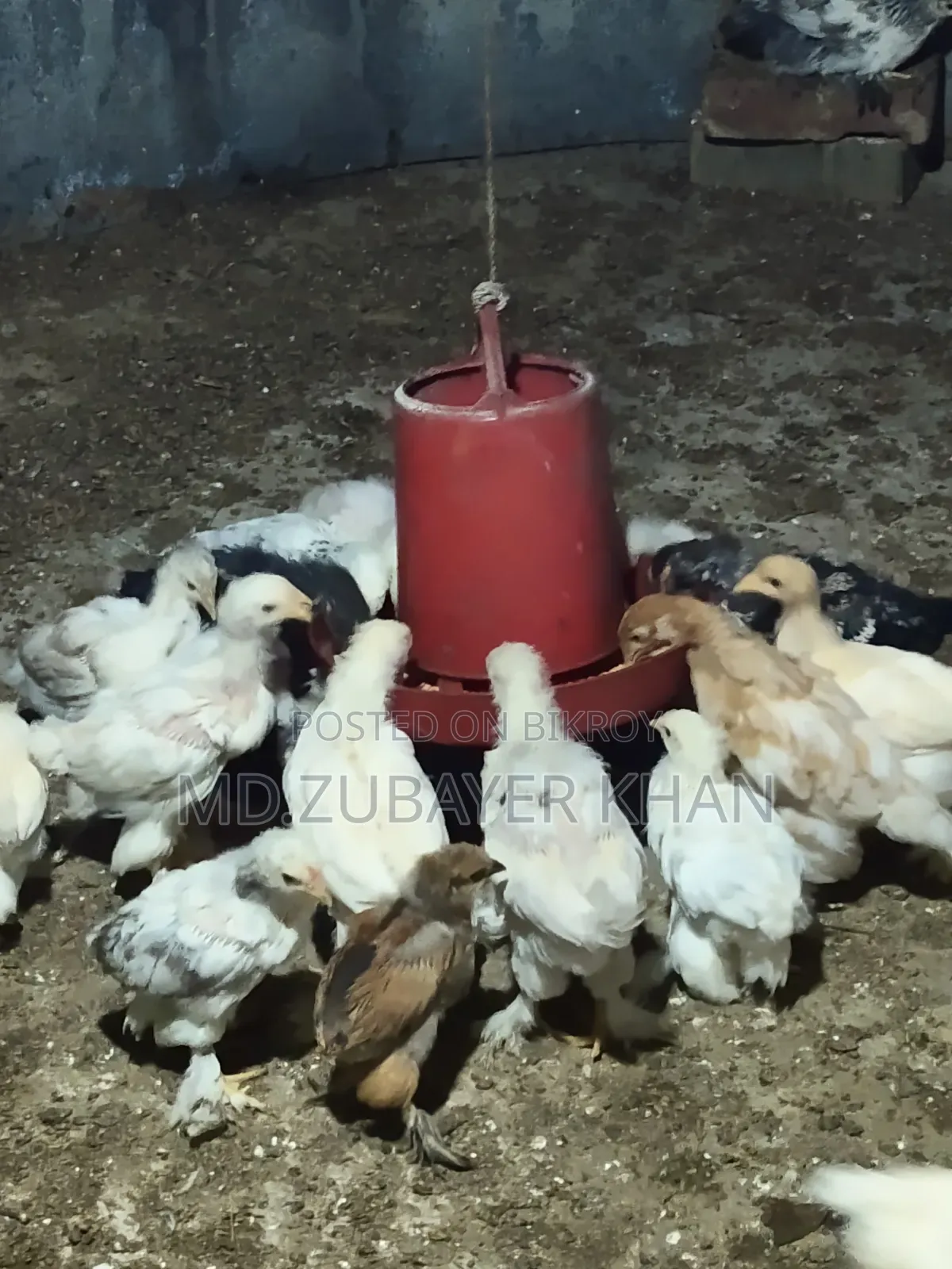 সব ধরনের মুরগী
