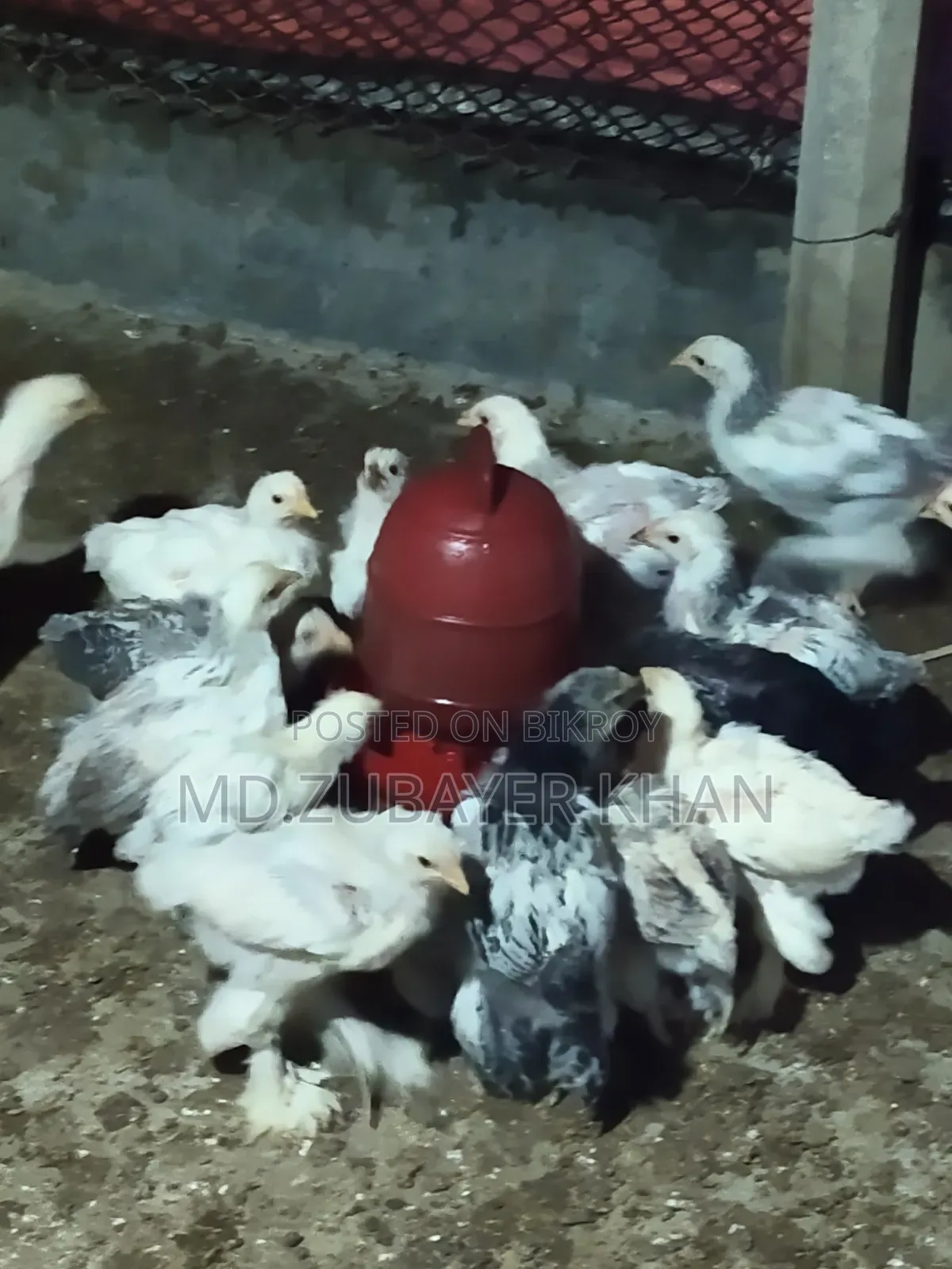 সব ধরনের মুরগী