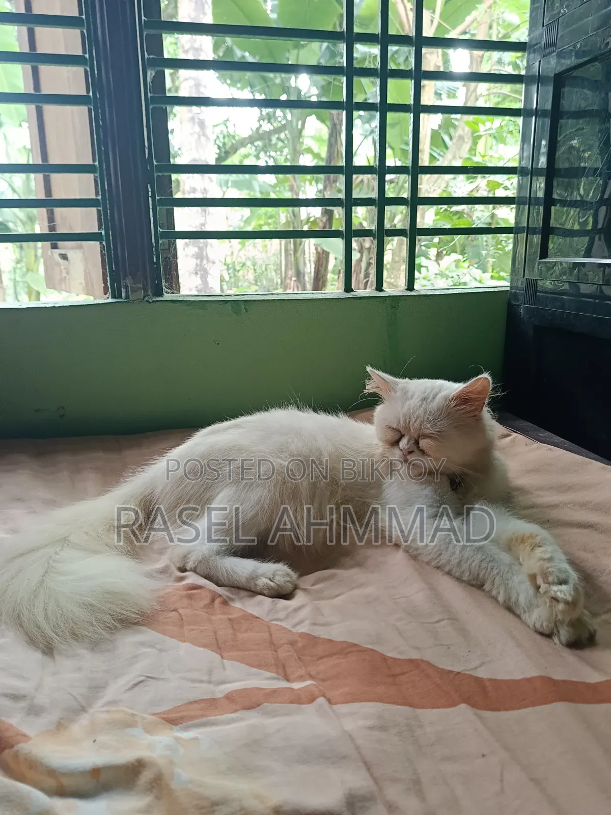 1+ year Male Purebred Persian