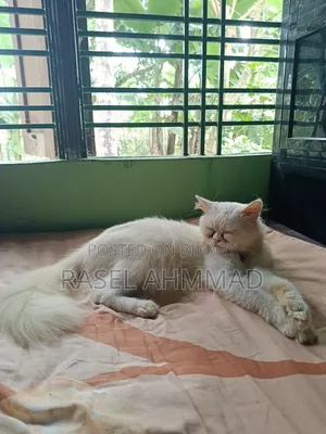 1+ year Male Purebred Persian