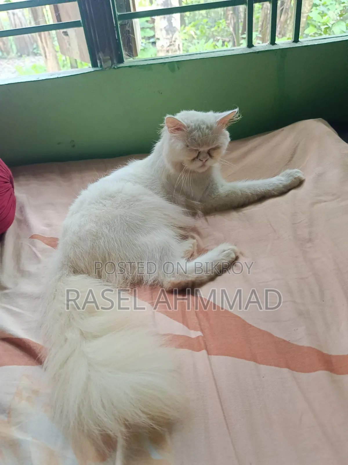 1+ year Male Purebred Persian