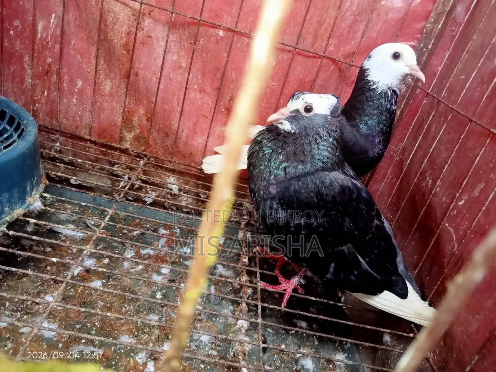 Good Quality Pigeons