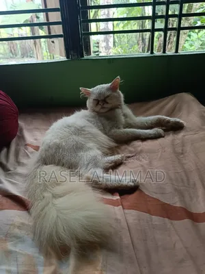 1+ year Male Purebred Persian