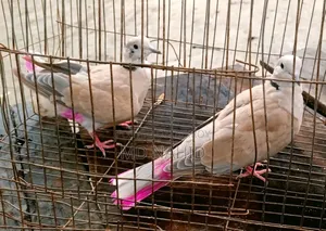 অস্ট্রেলিয়ান ঘুঘু