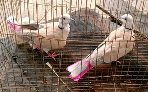 অস্ট্রেলিয়ান ঘুঘু