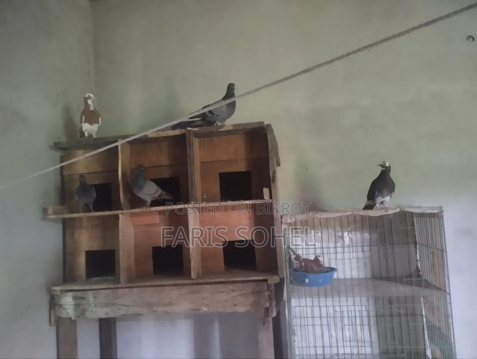 Pigeons for Sale