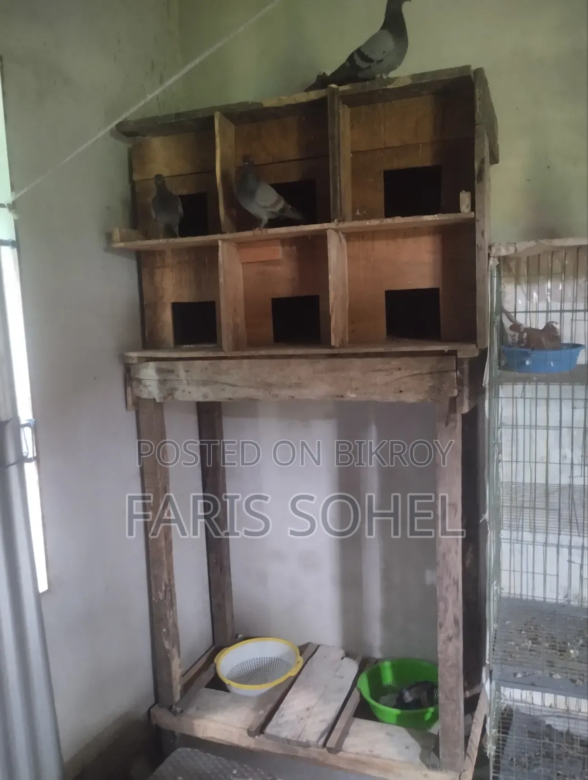 Pigeons for Sale