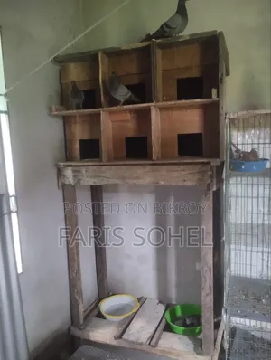 Pigeons for Sale