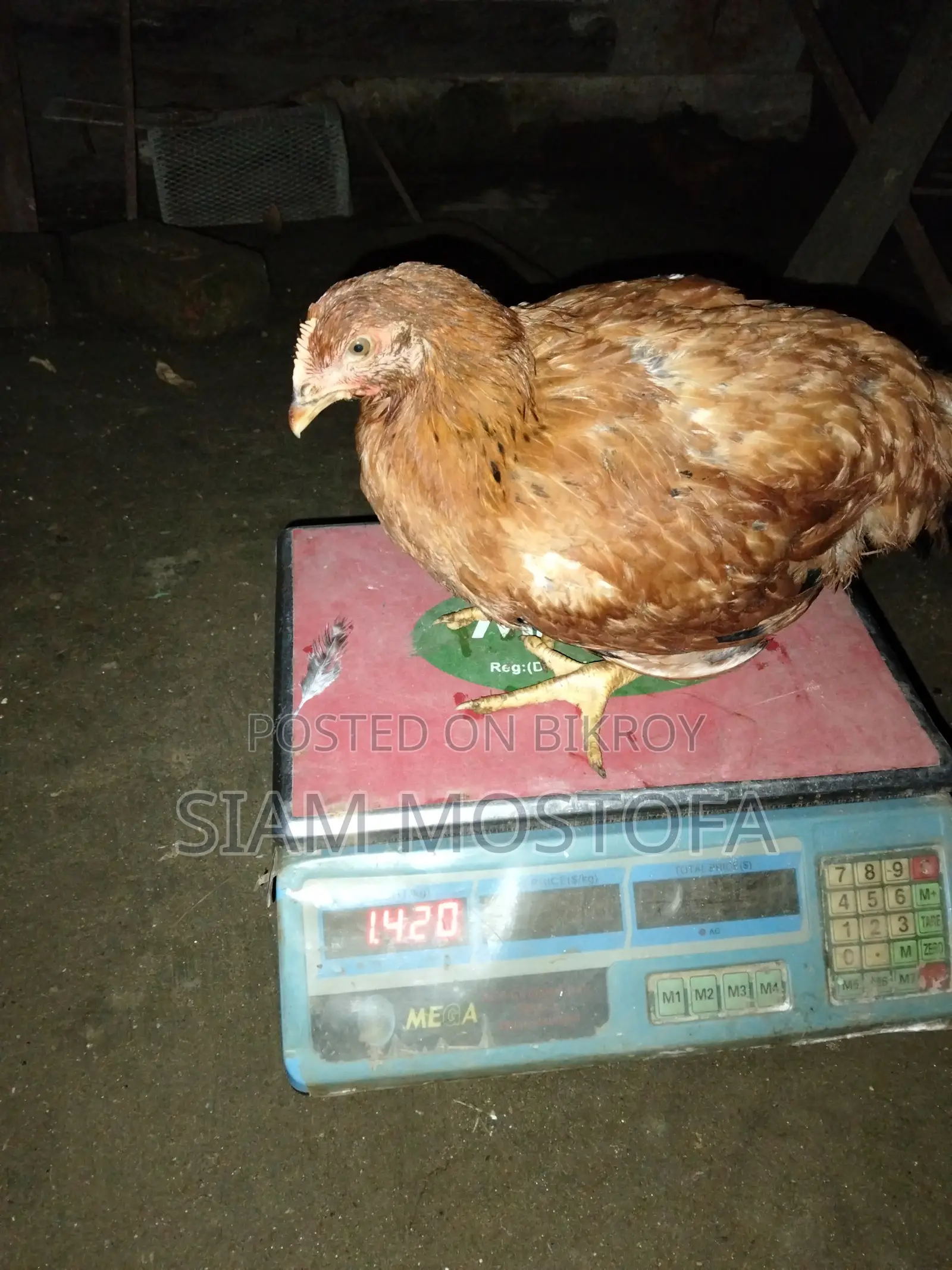 টাইগার মুরগি