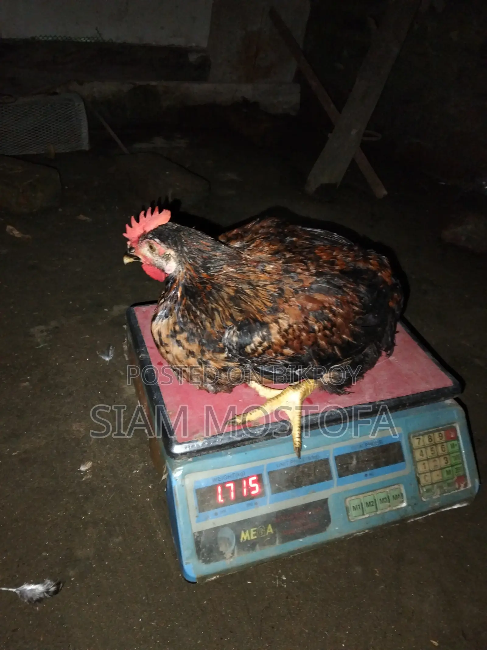 টাইগার মুরগি