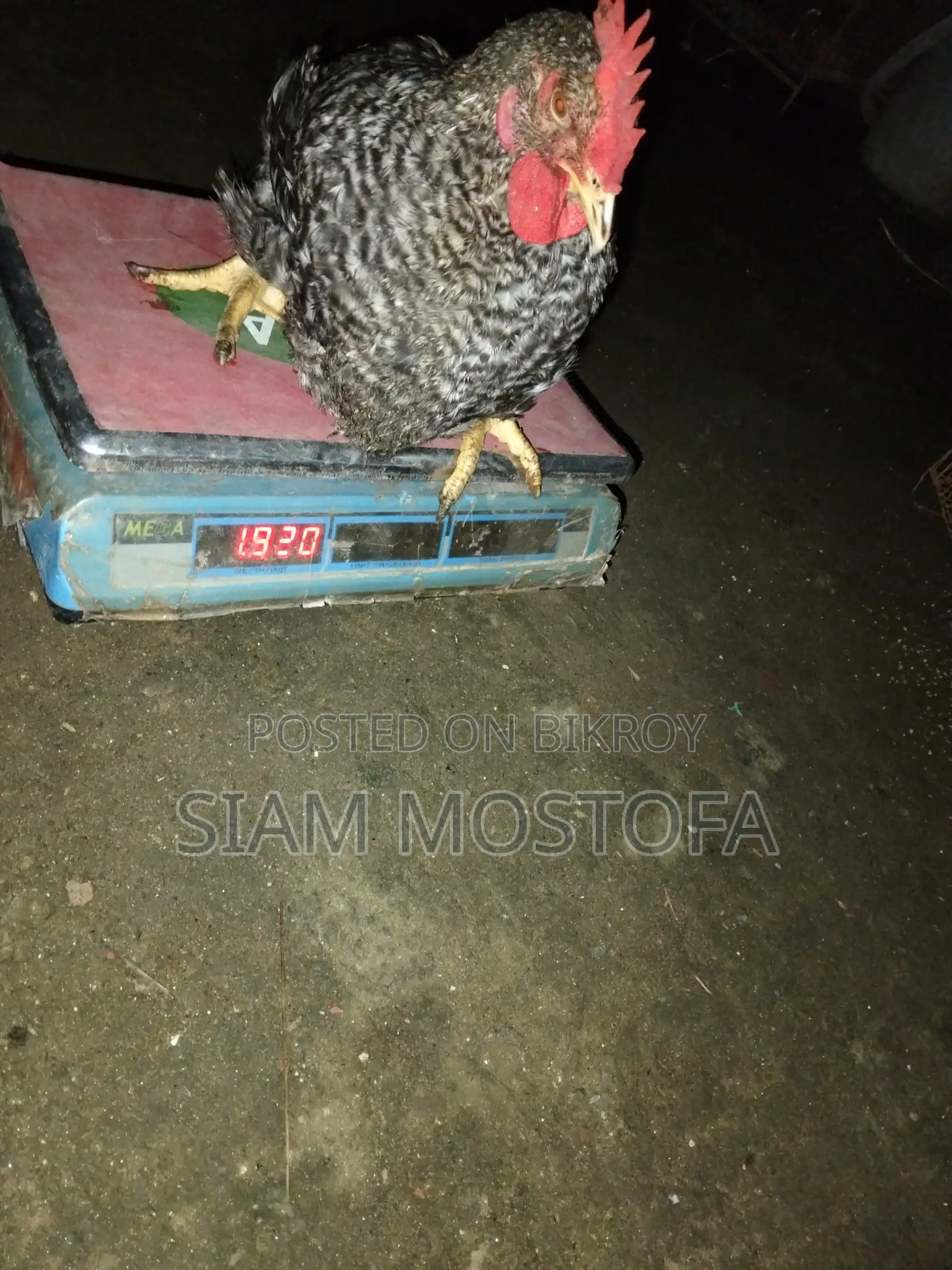 টাইগার মুরগি