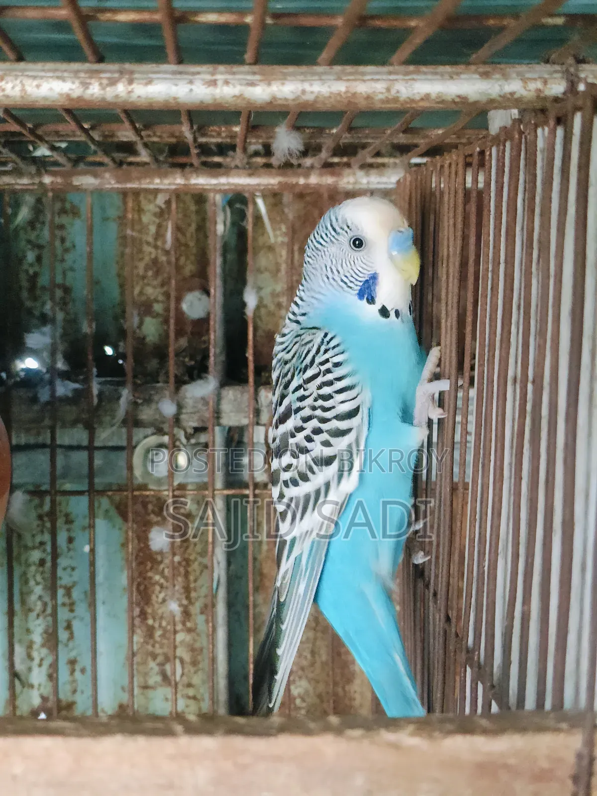 Adult Male Budgerigar Bird