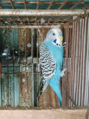 Adult Male Budgerigar Bird
