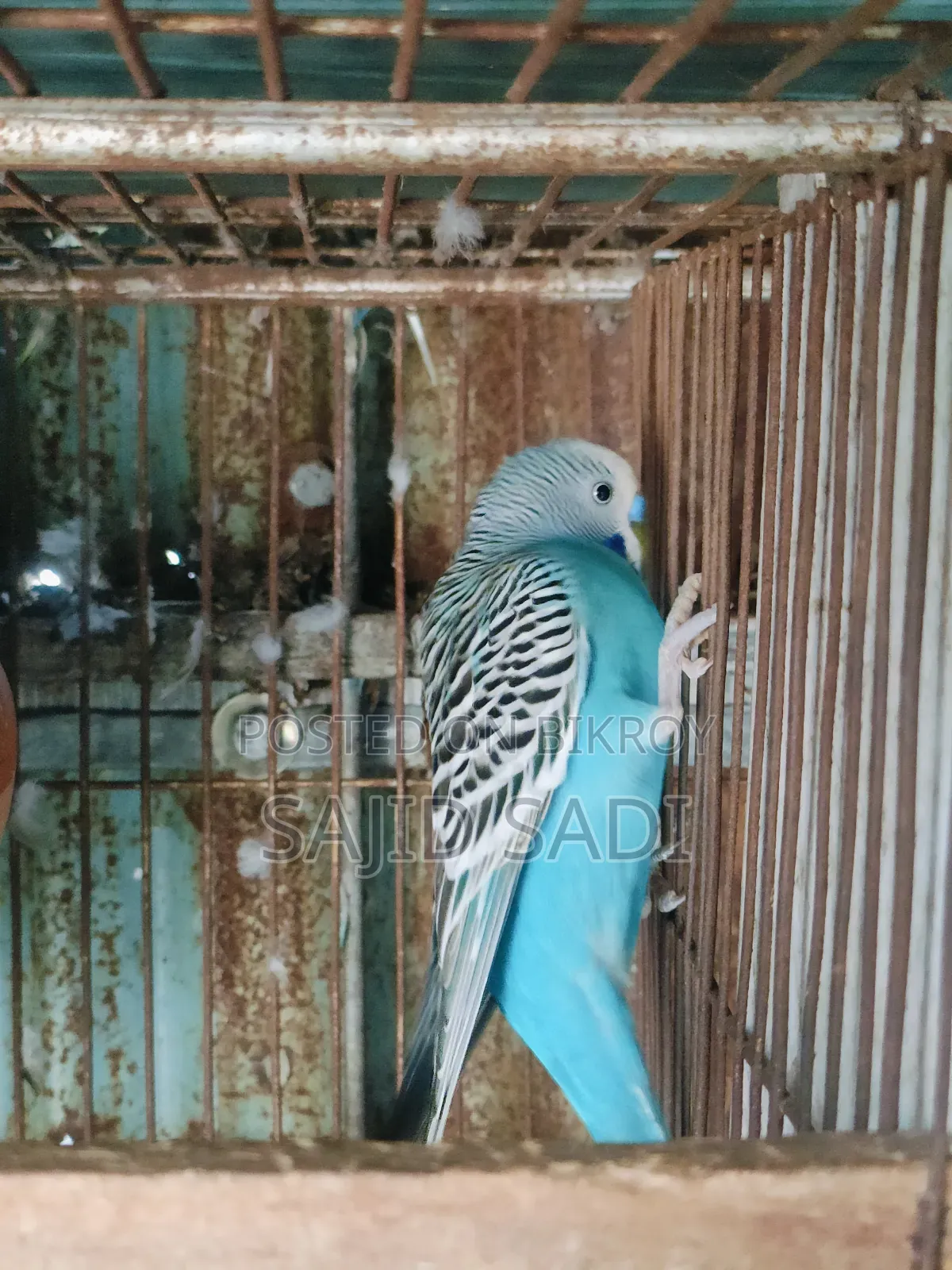 Adult Male Budgerigar Bird