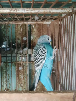 Adult Male Budgerigar Bird