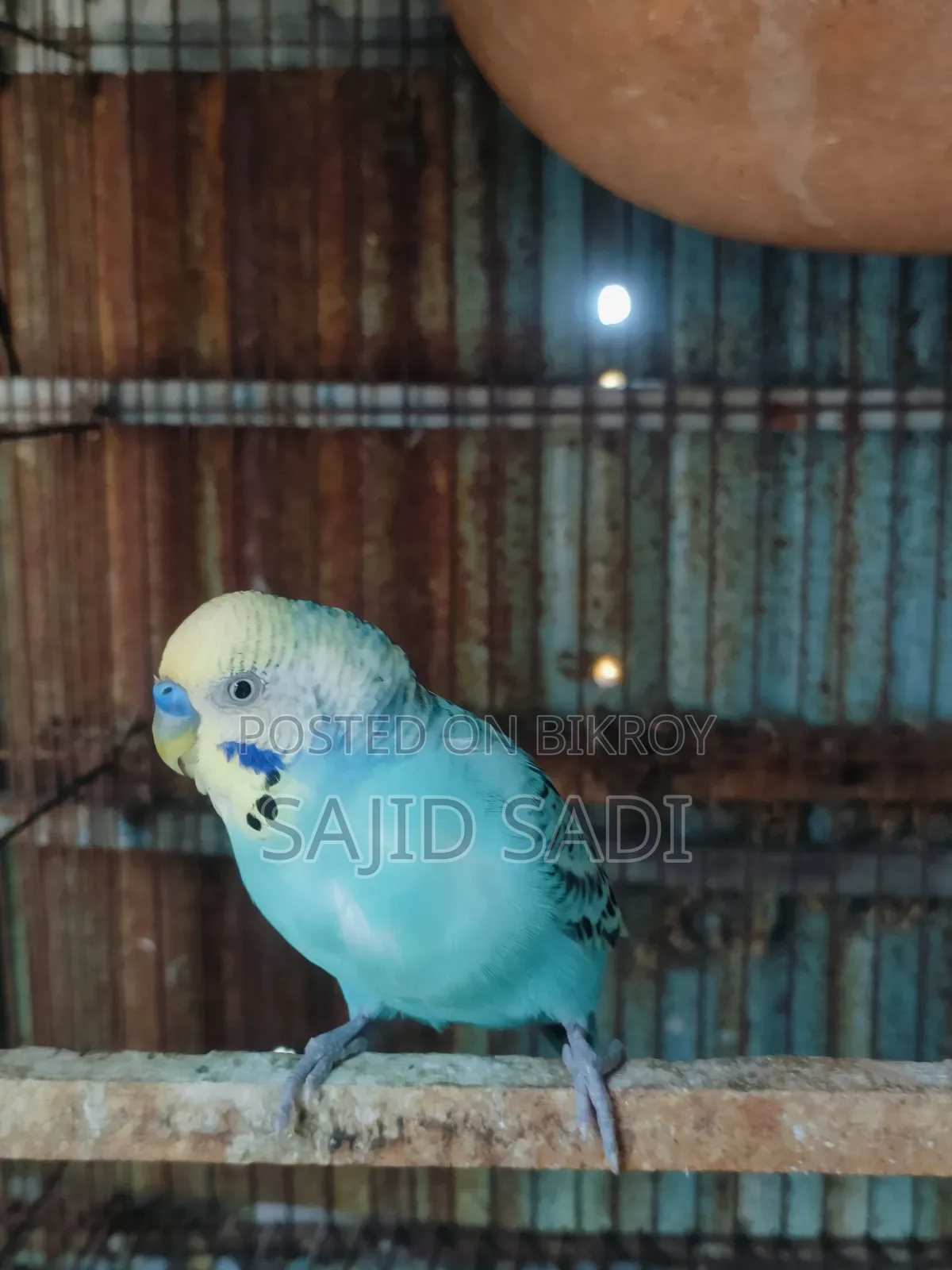 Full Adult Budgerigar Master Pair