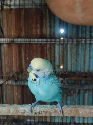 Full Adult Budgerigar Master Pair