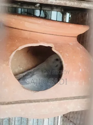 Full Adult Budgerigar Master Pair