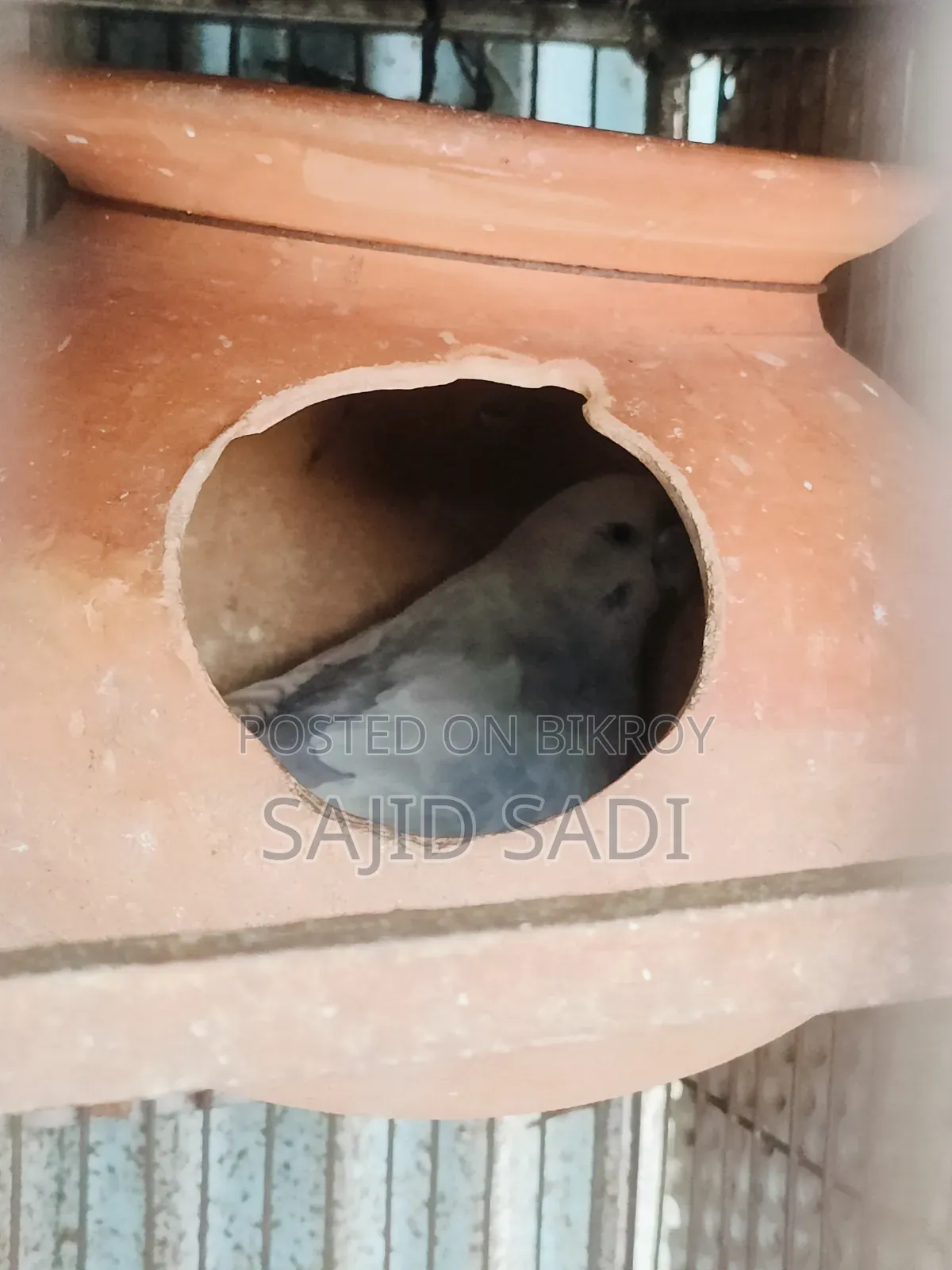 Full Adult Budgerigar Master Pair