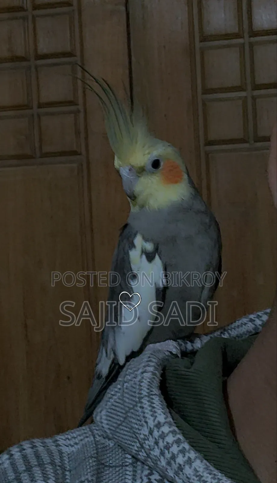 Full Tame Adult Cockatiel