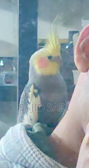 Full Tame Adult Cockatiel