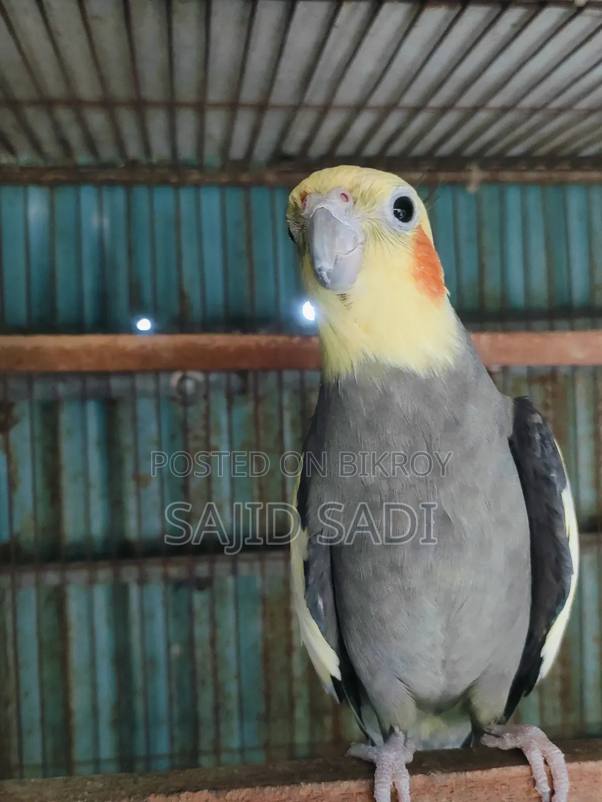 Full Tame Adult Cockatiel
