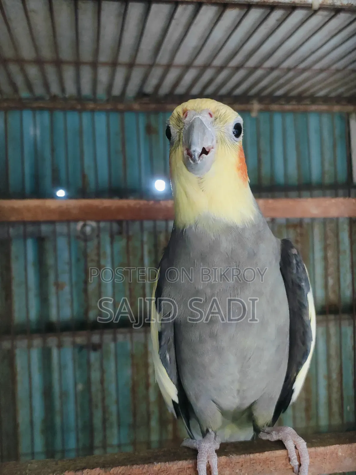 Full Tame Adult Cockatiel