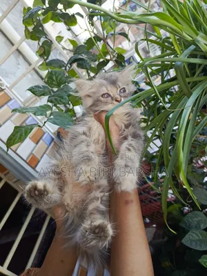 1-3 months Female Purebred Persian