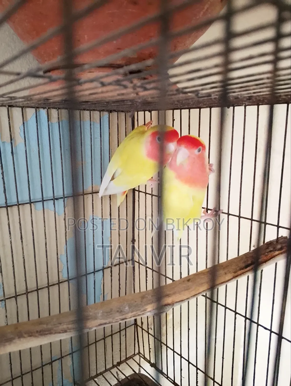 লাভবার্ড পাখি