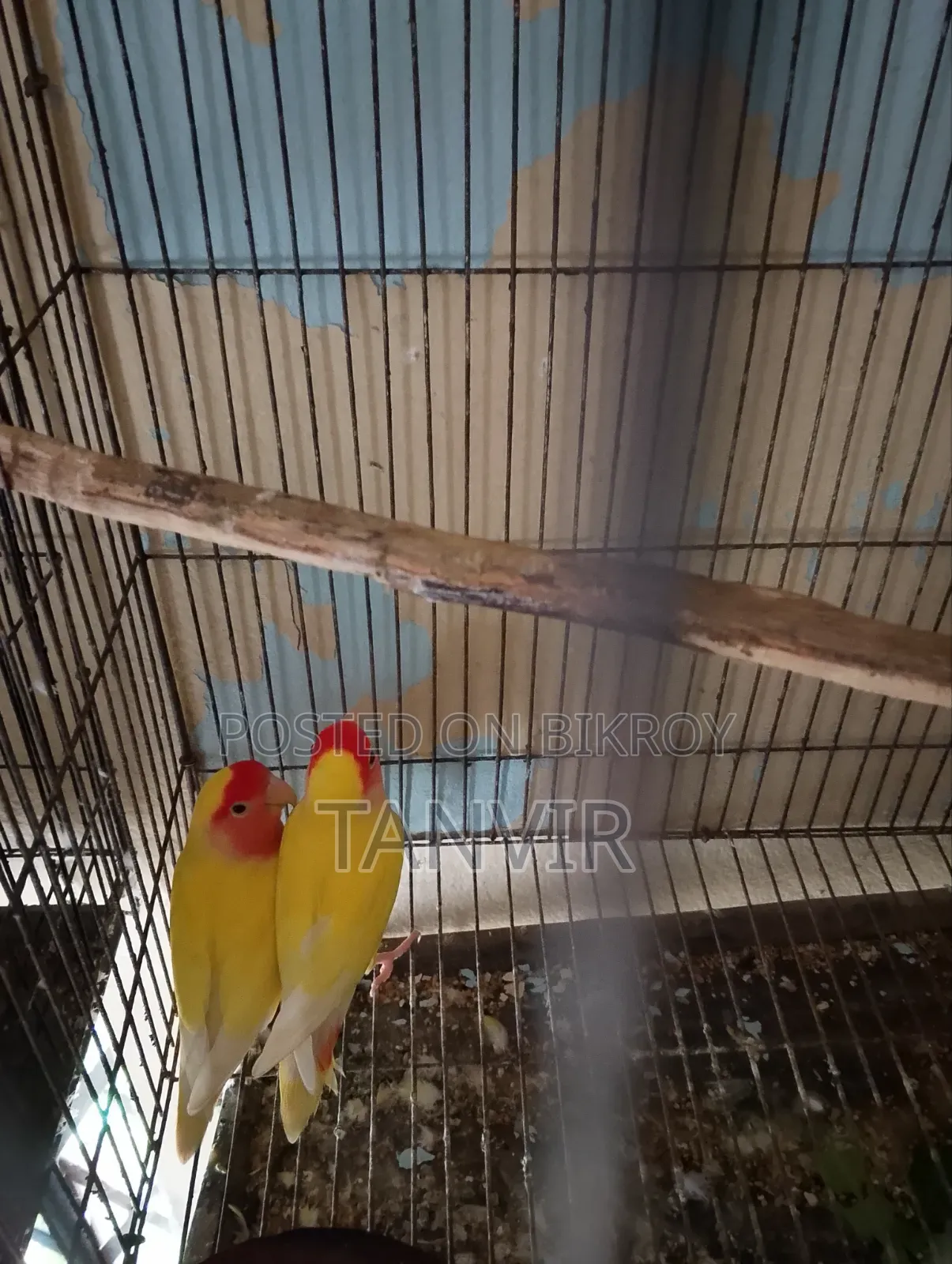 লাভবার্ড পাখি