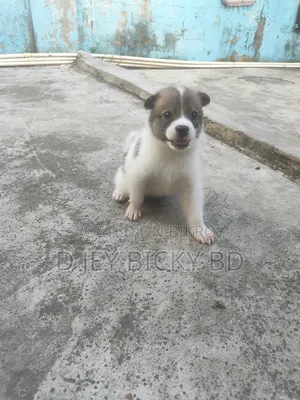 1-3 Months Male Purebred Japanese Spitz