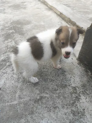 1-3 Months Male Purebred Japanese Spitz