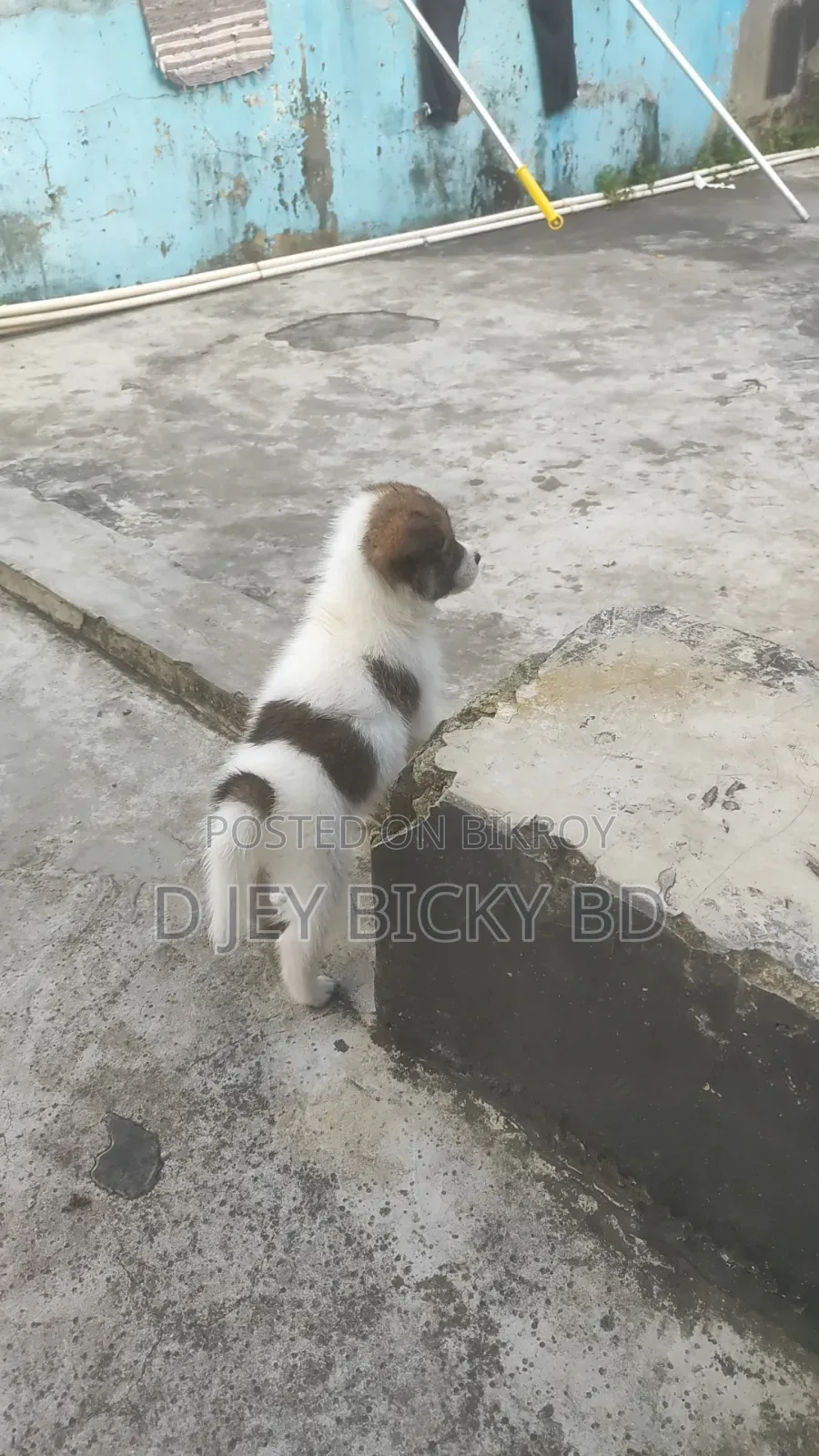 1-3 Months Male Purebred Japanese Spitz