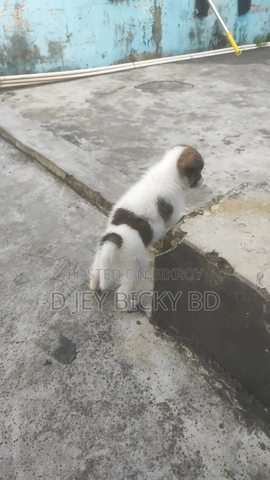 1-3 Months Male Purebred Japanese Spitz