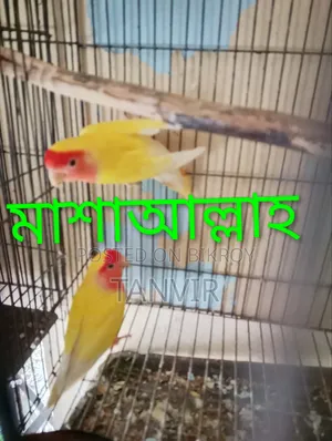 লাভবার্ড পাখি