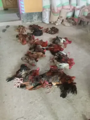 Desi Gorgi