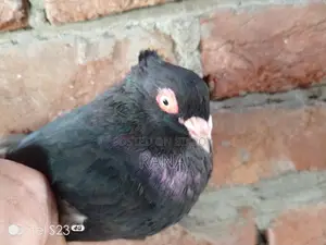 Jak Lal Giar Nor