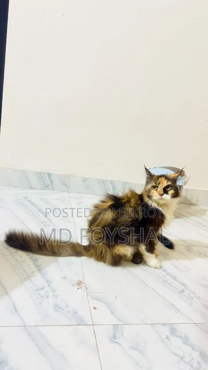 1+ Year Female Purebred Persian