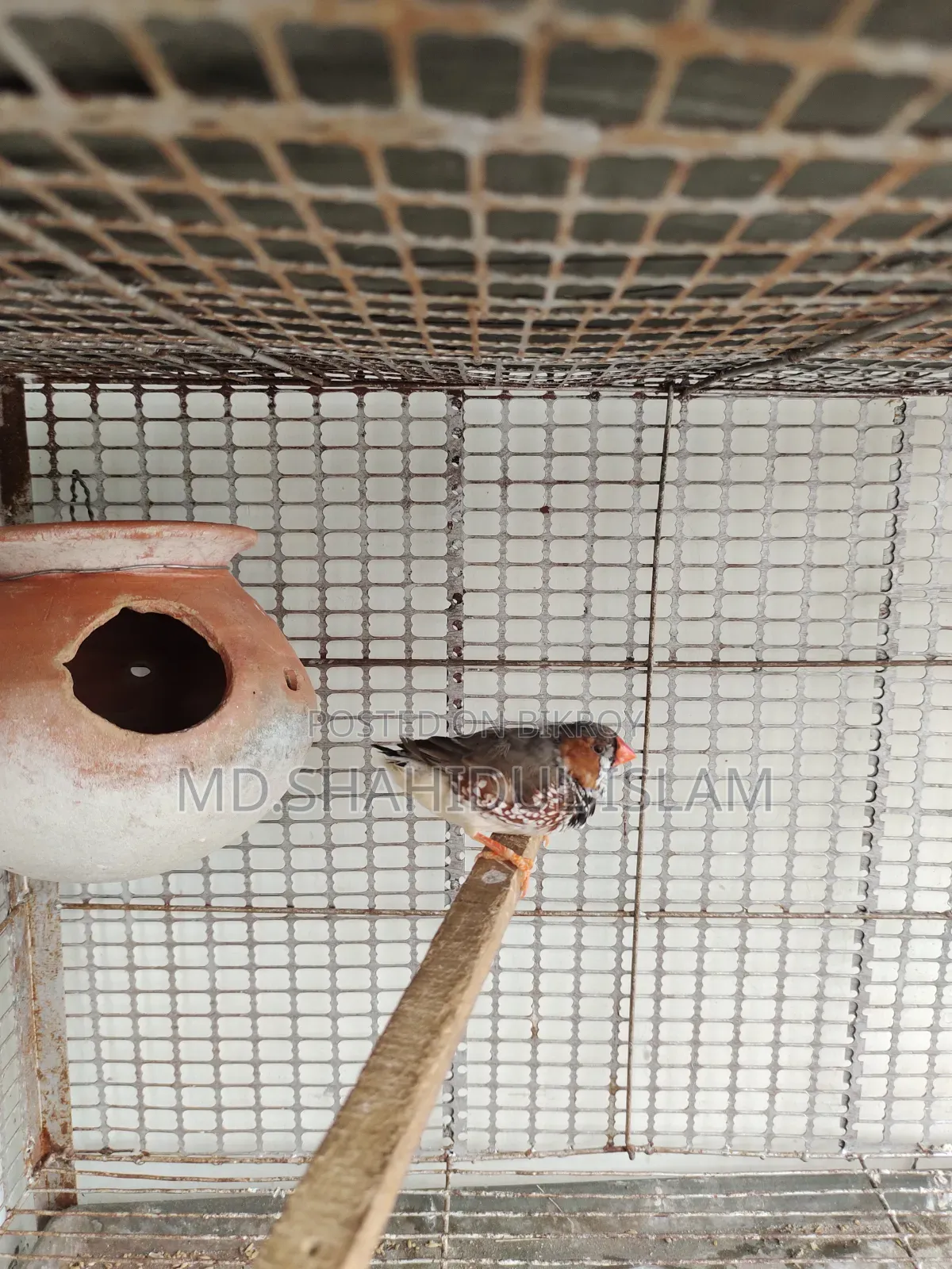 Zebra Finch Male [from Master Pair]