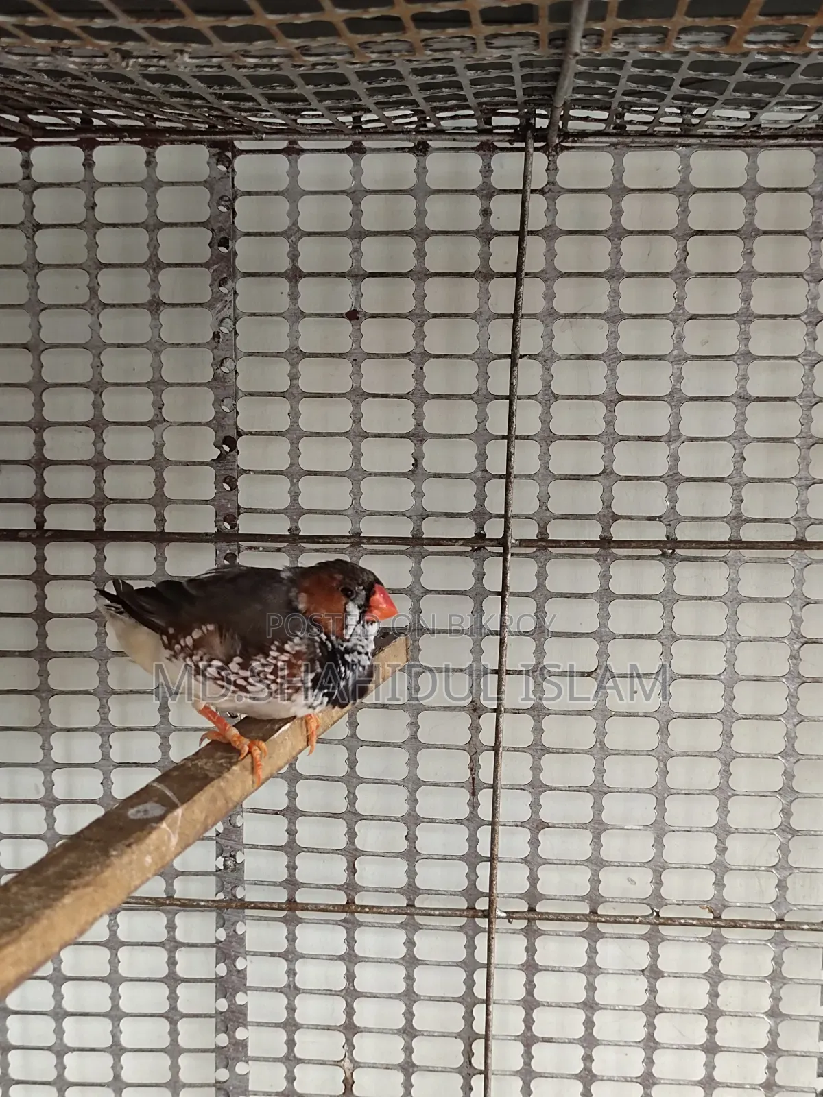 Zebra Finch Male [from Master Pair]