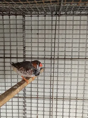 Zebra Finch Male [from Master Pair]