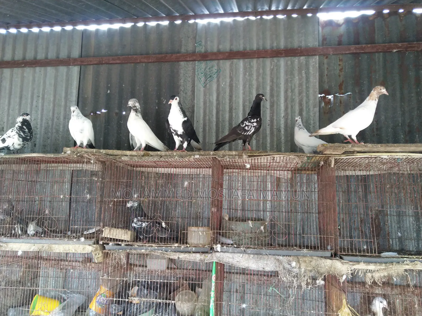 রানিং কবুতর