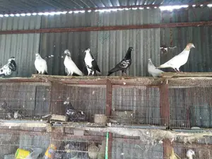 রানিং কবুতর