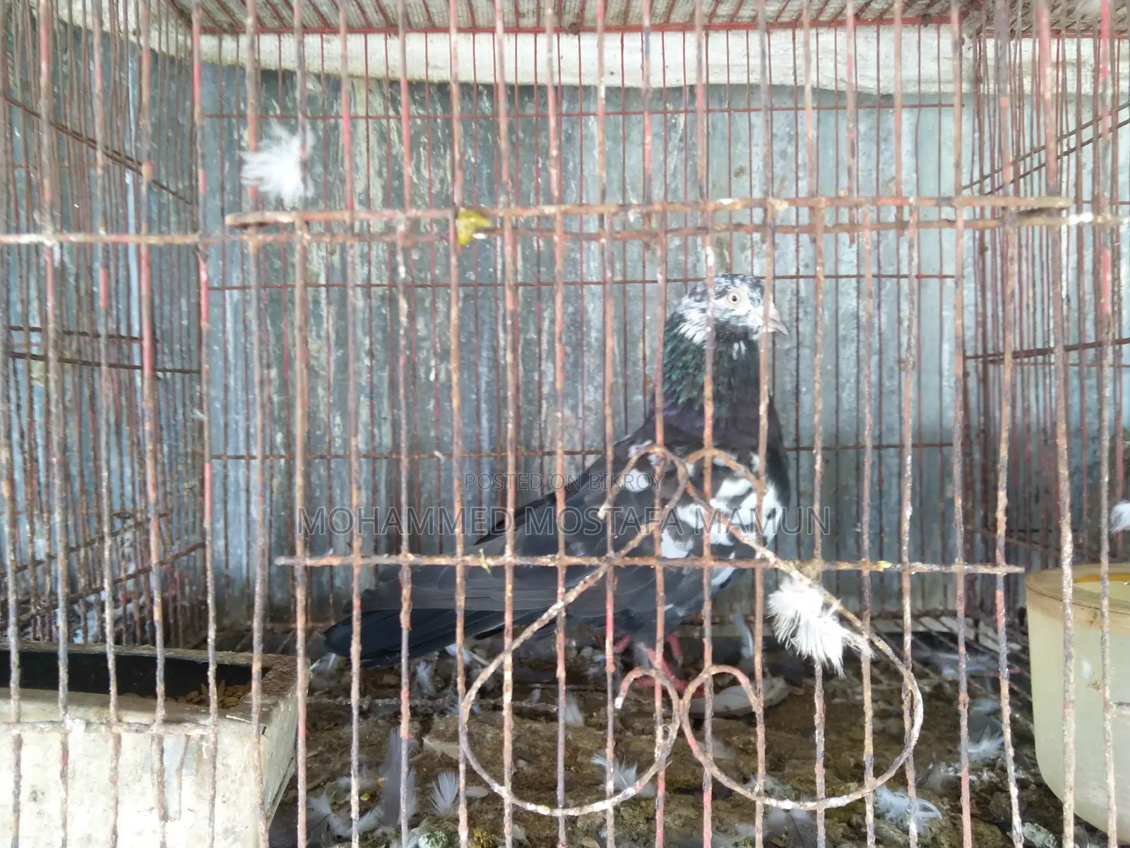 রানিং কবুতর