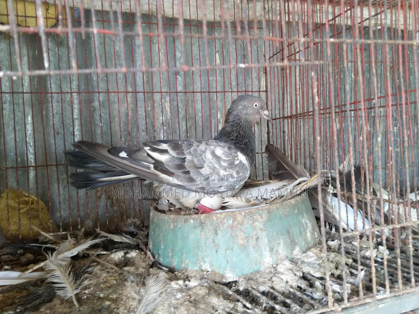 রানিং কবুতর